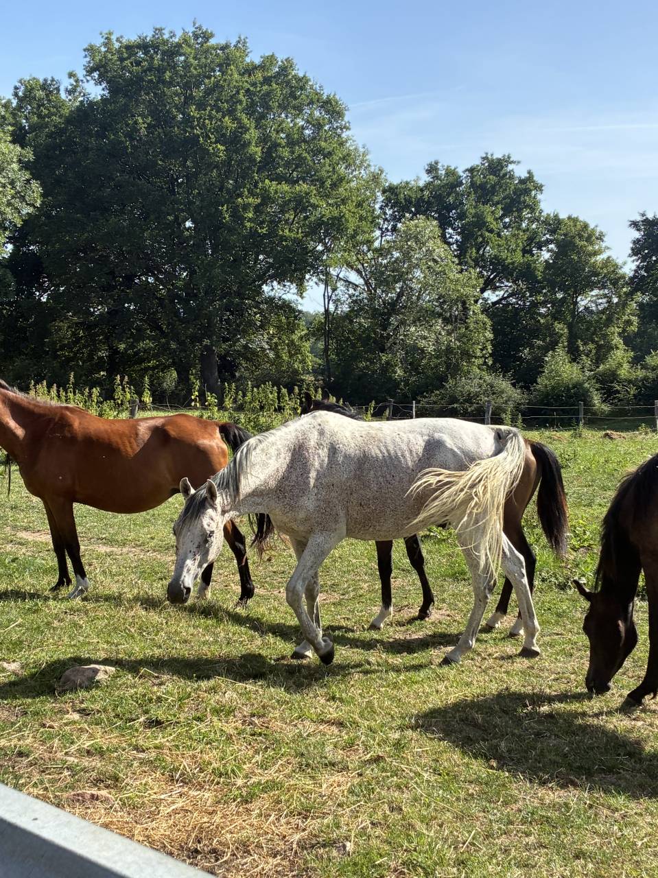 Chevaux pur sang arabe ONC 