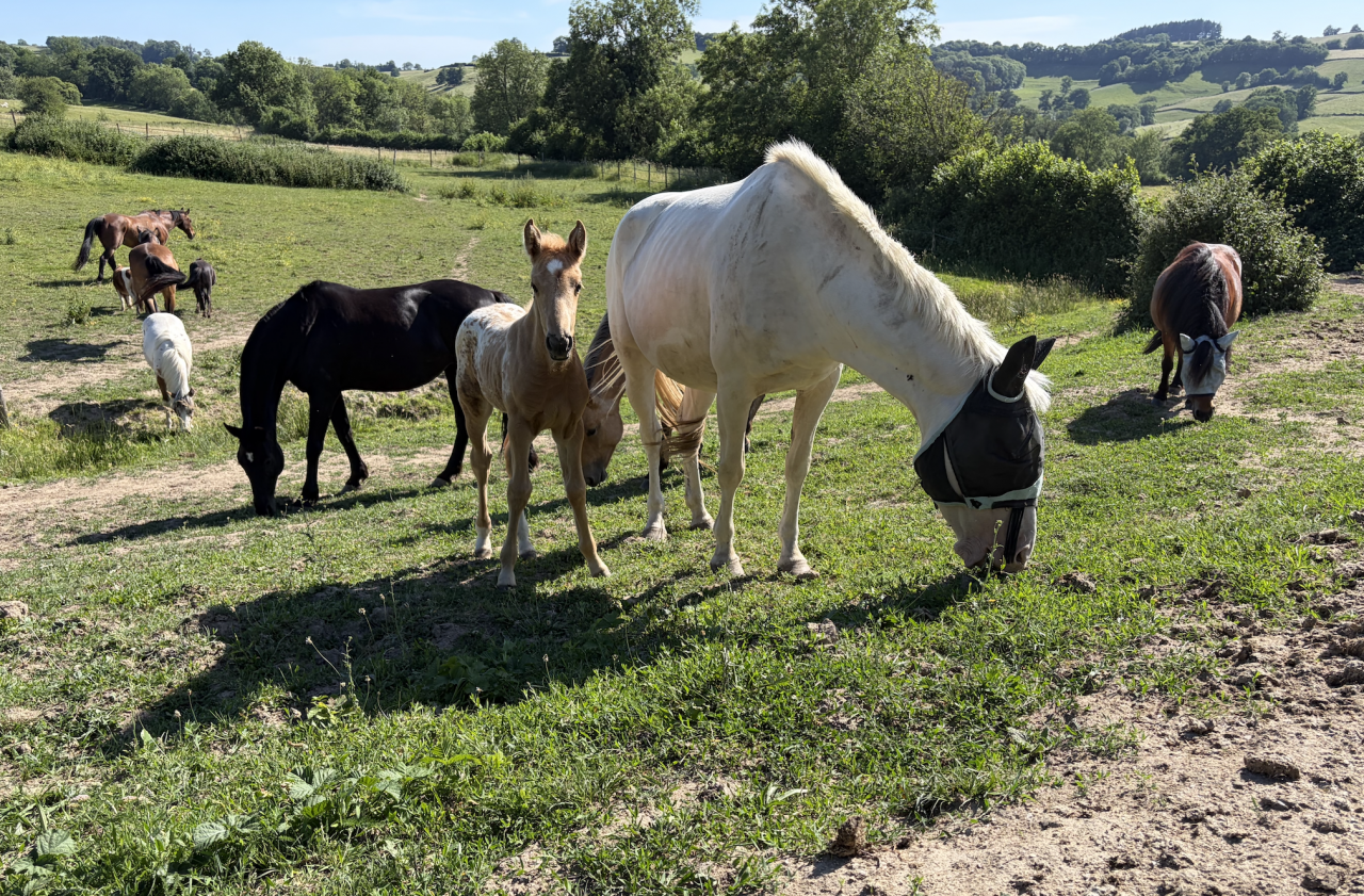 ? Places de pension disponibles &ndash; Luzy (58)