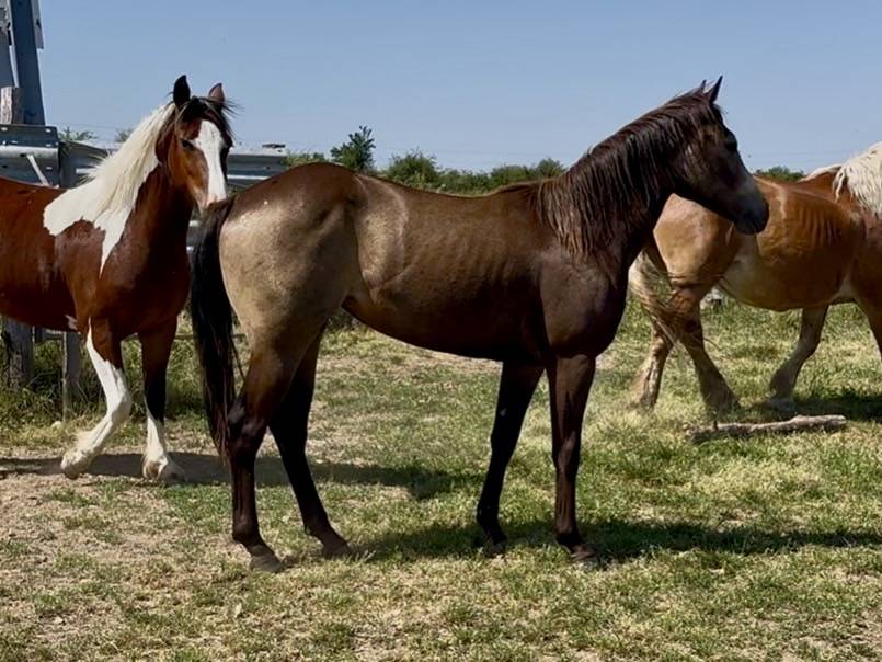 Pouliche QH 