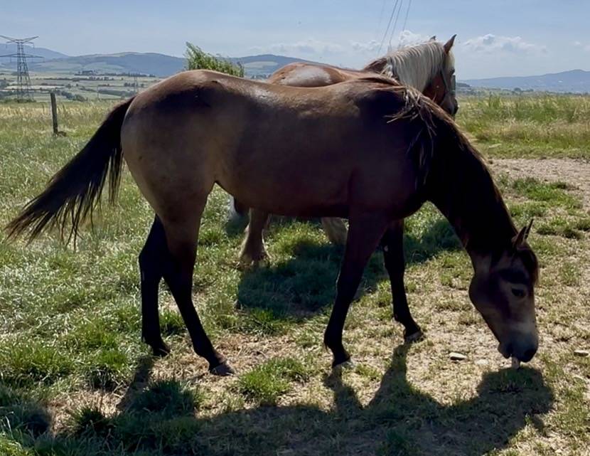 Pouliche QH 