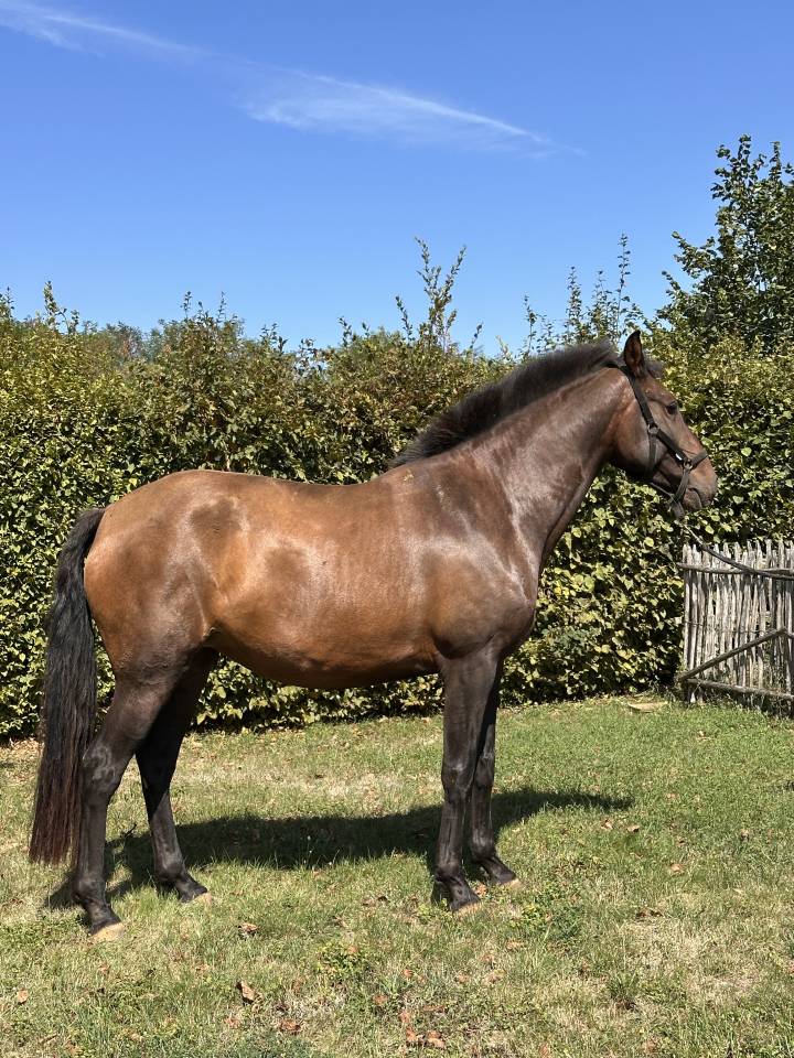 Poulini&egrave;re lusitanien de 5 ans - RHUMBA du Parc