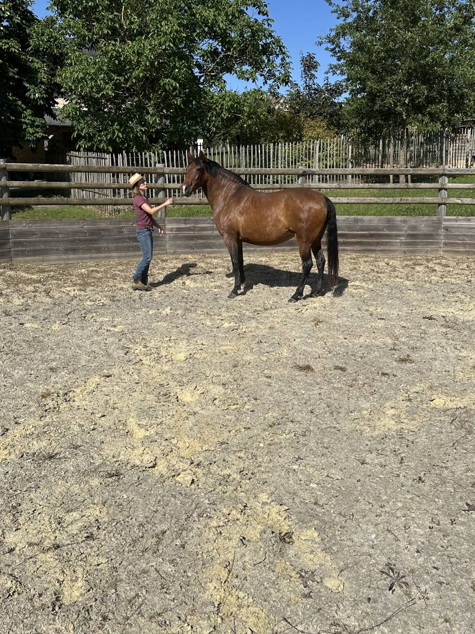Poulini&egrave;re lusitanien de 5 ans - RHUMBA du Parc