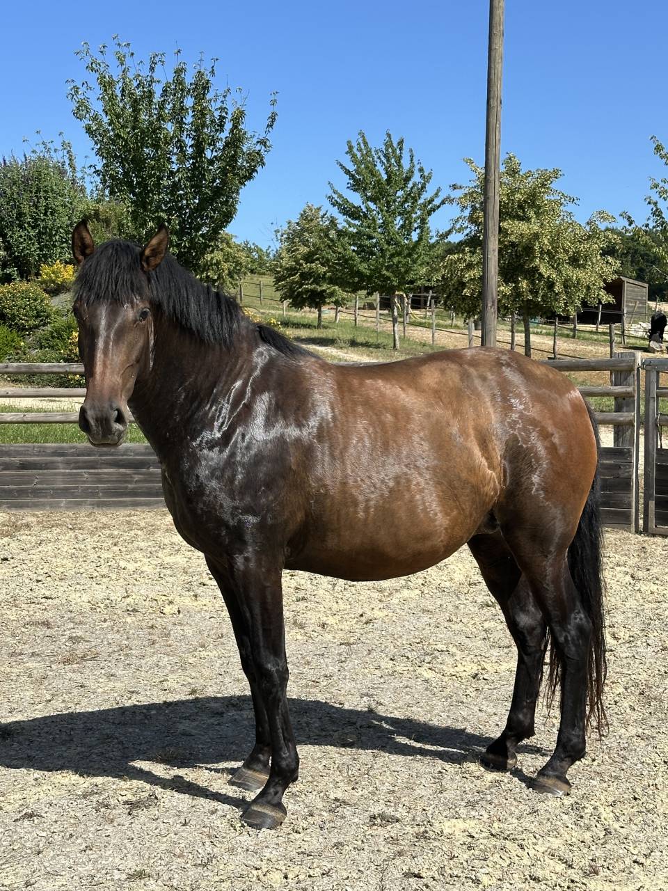 Poulini&egrave;re lusitanien de 5 ans - RHUMBA du Parc
