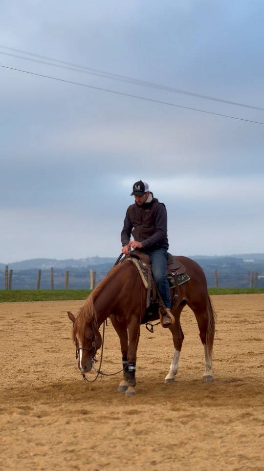 Quarter horse hongre 5 ans