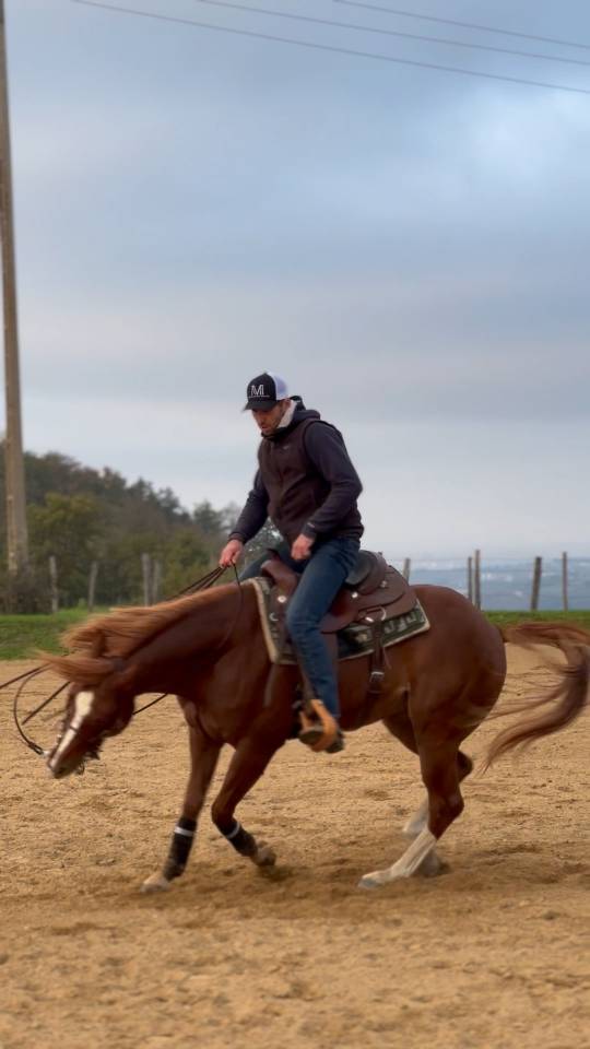 Quarter horse hongre 5 ans