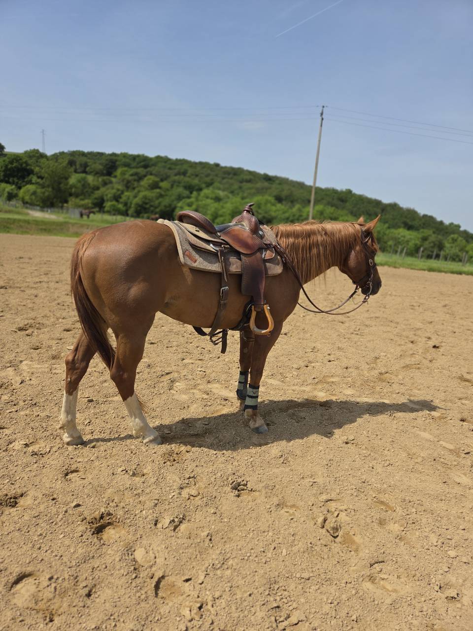 Quarter horse hongre 5 ans