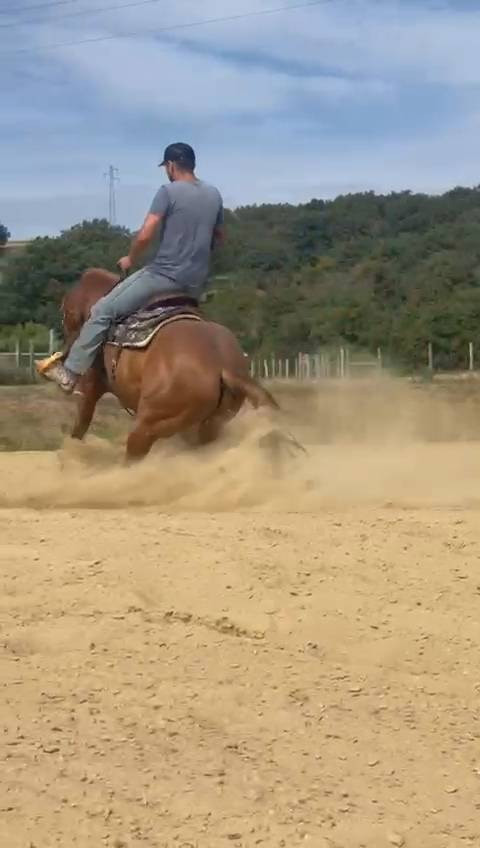 Quarter horse hongre 5 ans