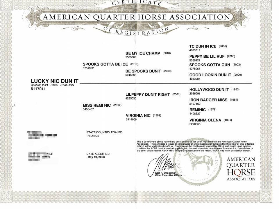 Quarter horse hongre 5 ans