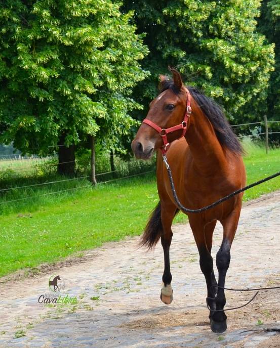 Poulain PRE