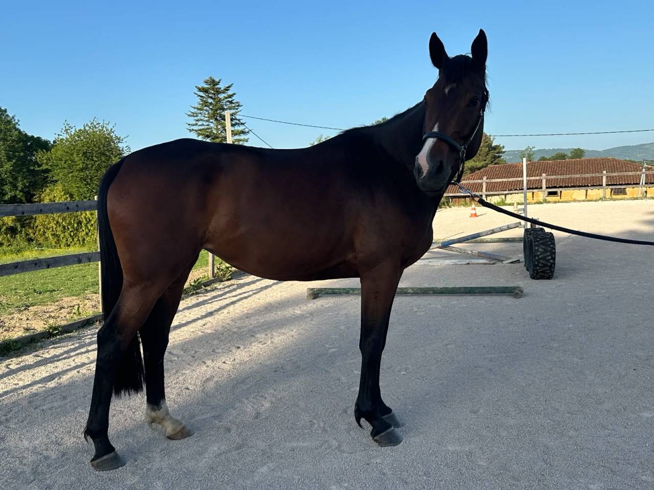 JUMENT 5 ANS SELLE FRANCAIS 