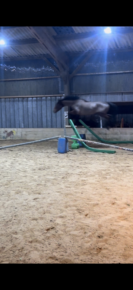 Cheval &agrave; vendre 