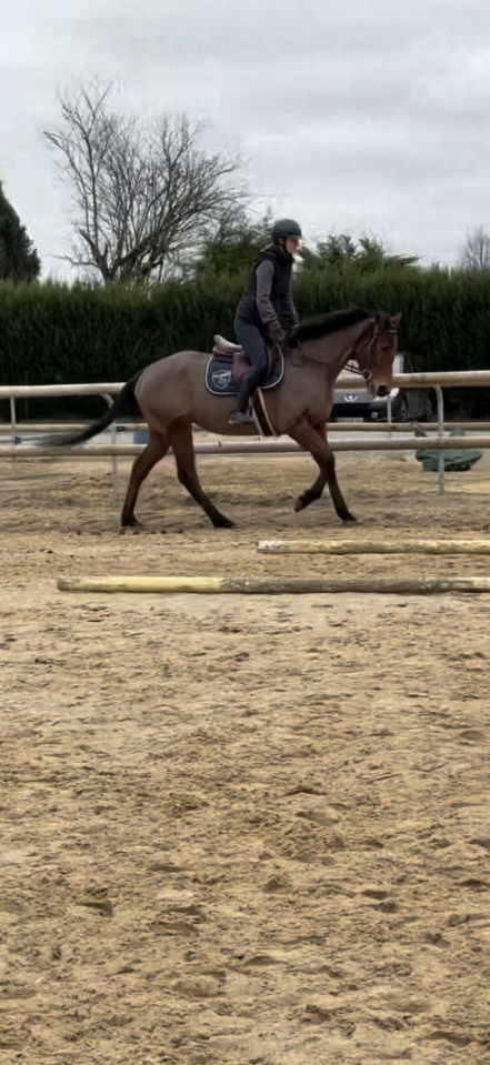 Cheval &agrave; vendre 
