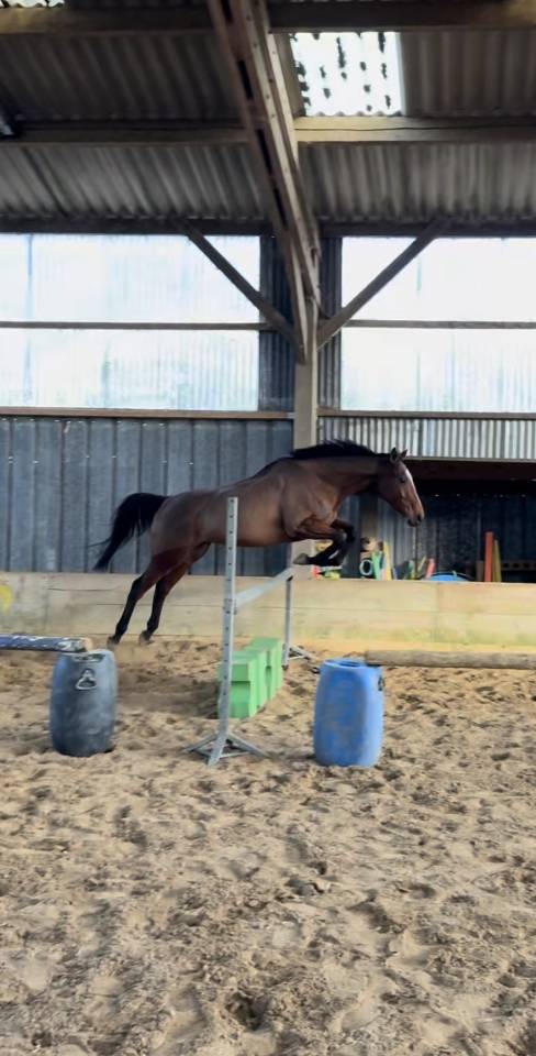 Cheval &agrave; vendre 