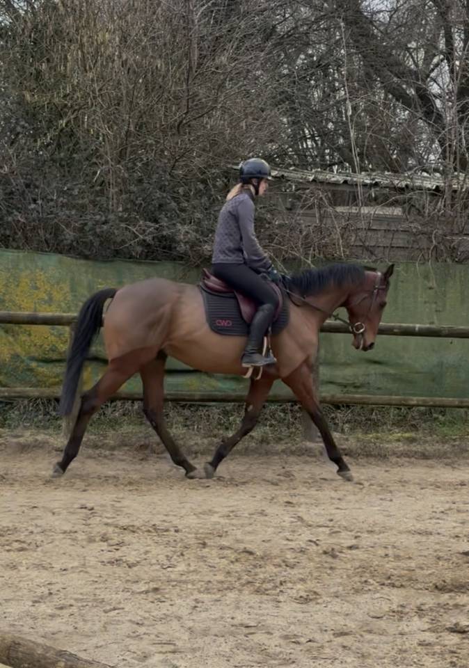 Cheval &agrave; vendre 