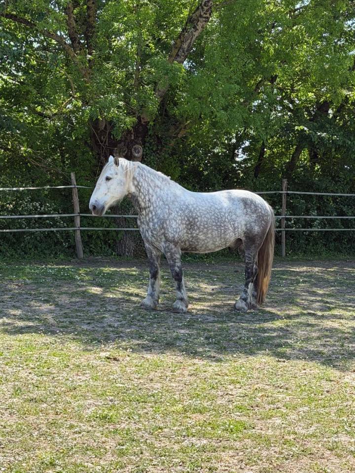Vente percheron 
