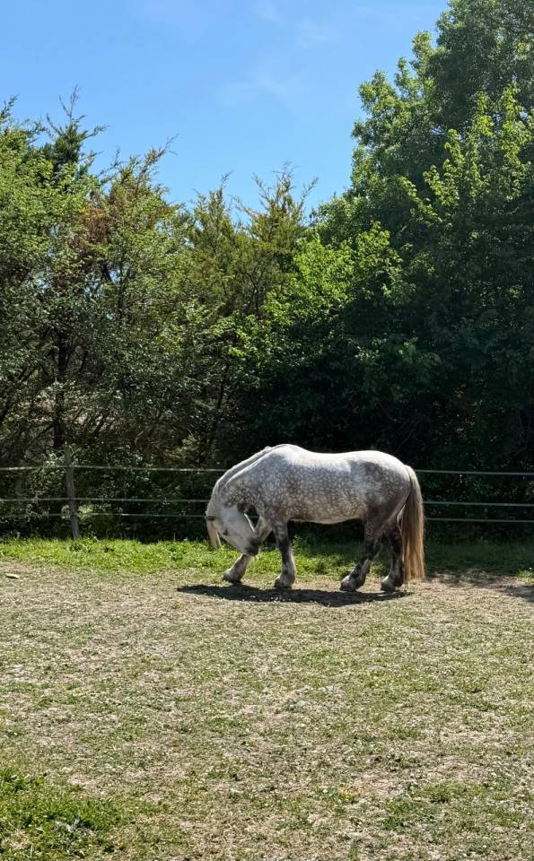 Vente percheron 