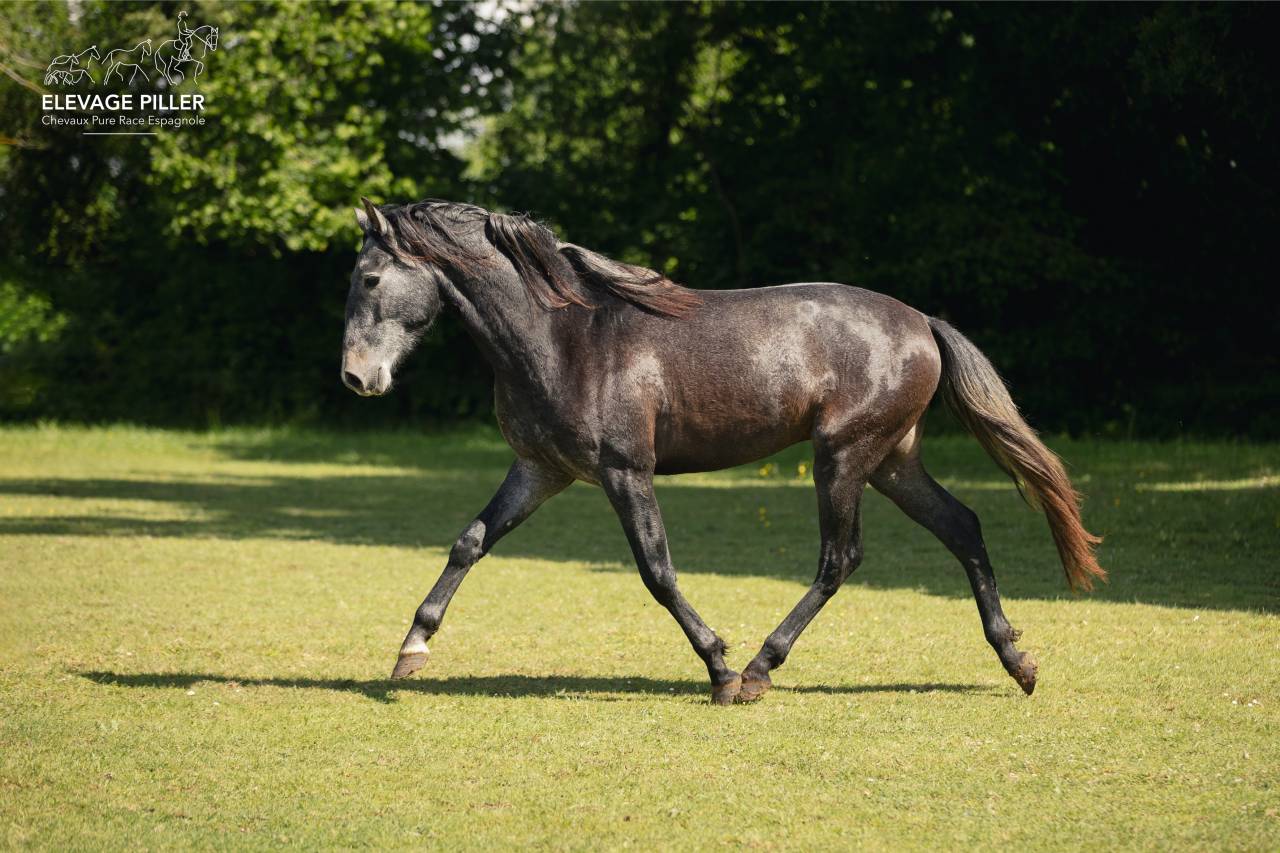 Poulain Pure Race Esplagnole pp 2 ans 