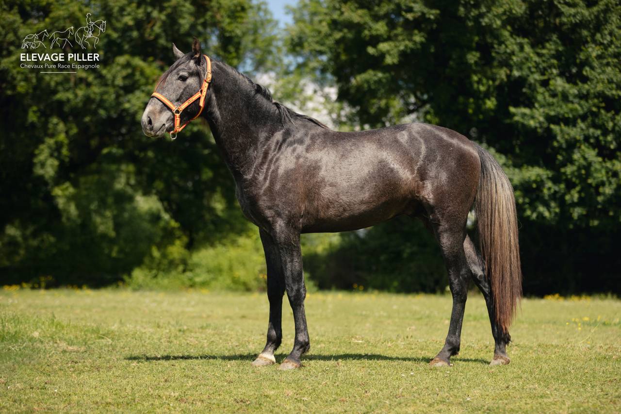 Poulain Pure Race Esplagnole pp 2 ans 