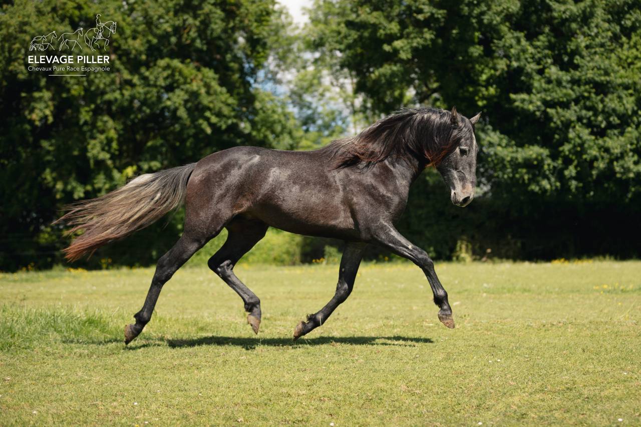 Poulain Pure Race Esplagnole pp 2 ans 