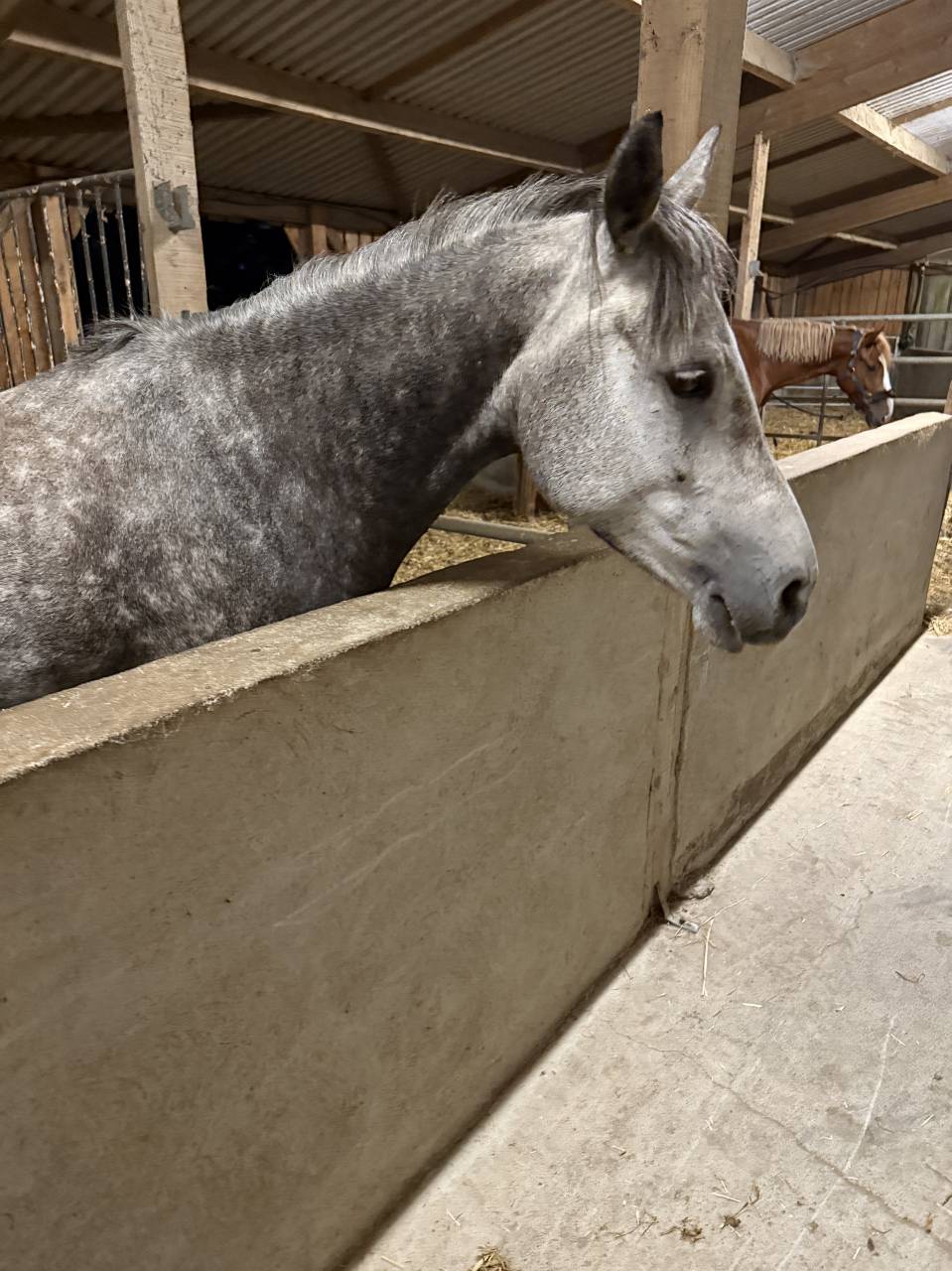 Vends gentil cheval de sept ans type connemara 
