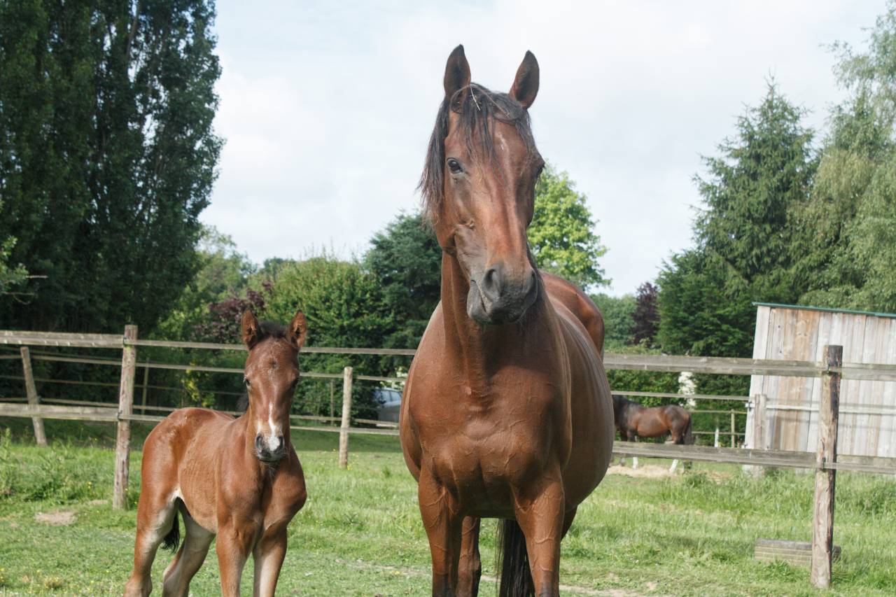 Poulain Anglo part Bred