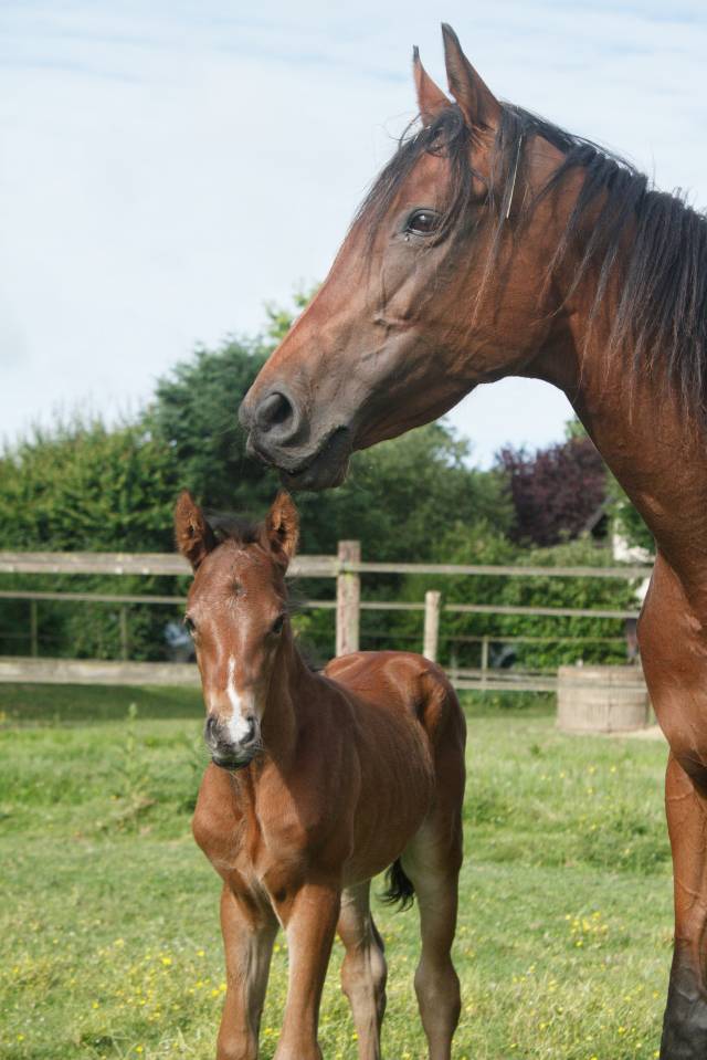 Poulain Anglo part Bred