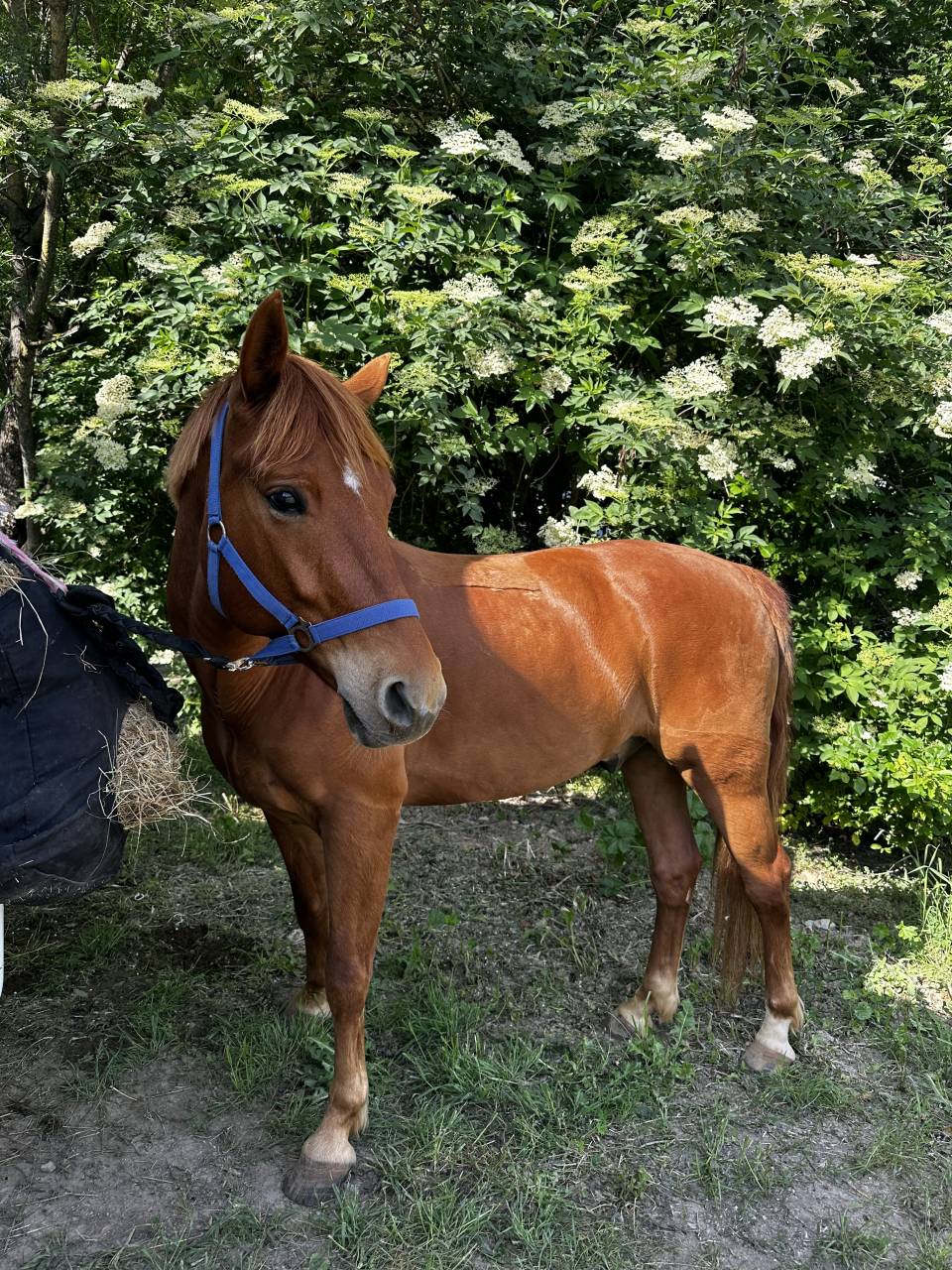 Vente poney de sport