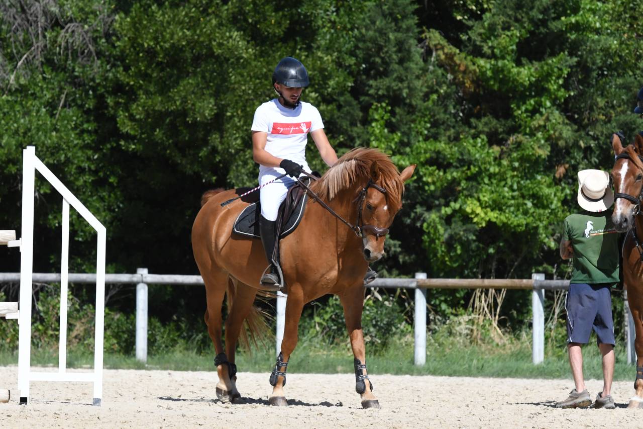 Vente poney de sport