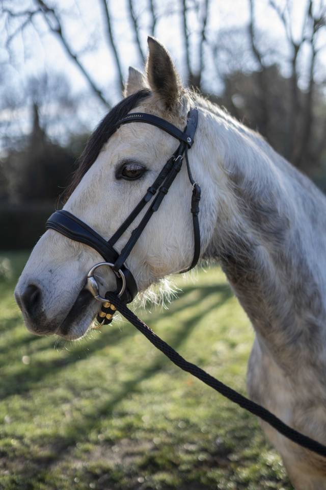 Poney de sport &agrave; vendre 