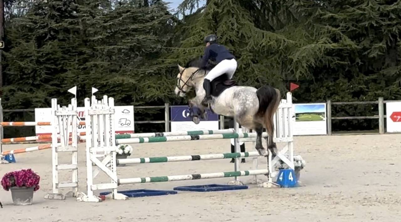 Poney de sport &agrave; vendre 