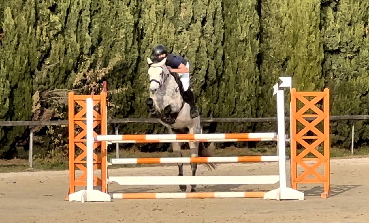 Poney de sport &agrave; vendre 
