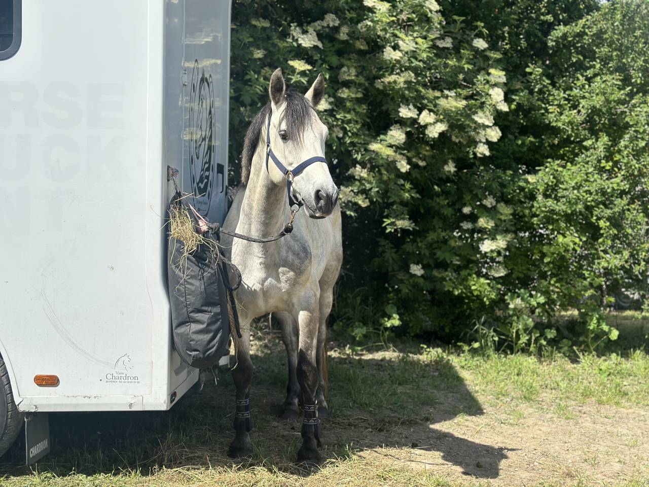 Poney de sport &agrave; vendre 