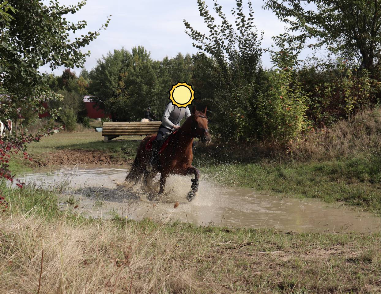 Hongre Lusitanien PP 13ans petit prix