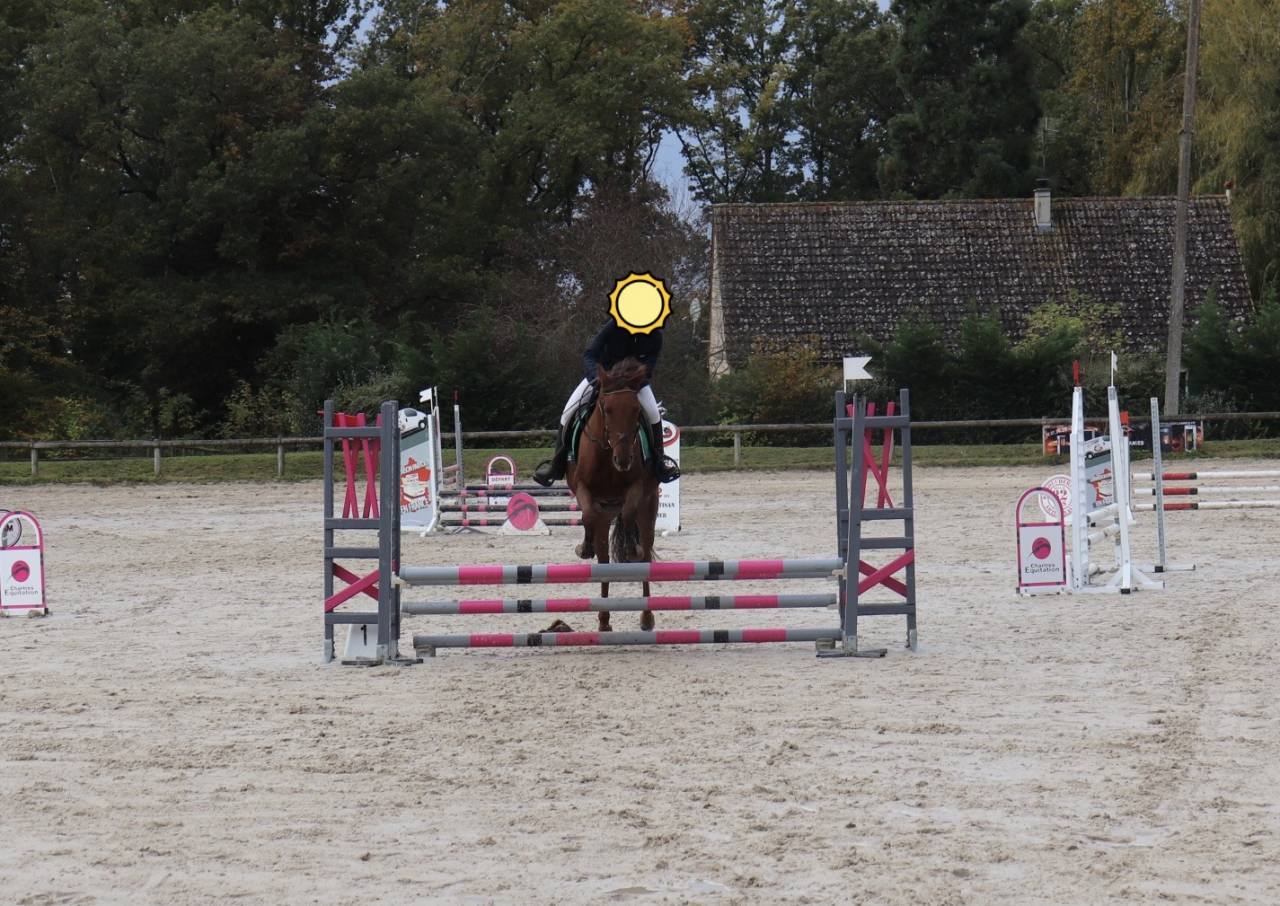 Hongre Lusitanien PP 13ans petit prix