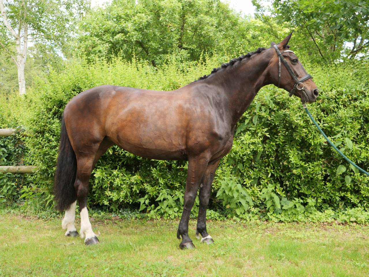 Super gentille jument de dressage pour amateur 