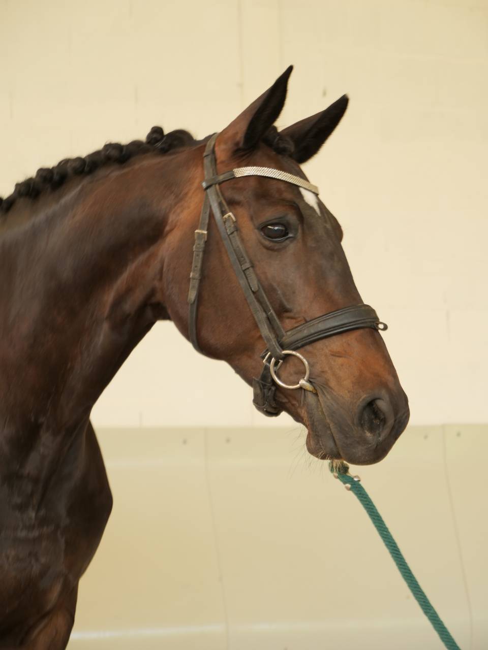 Super gentille jument de dressage pour amateur 