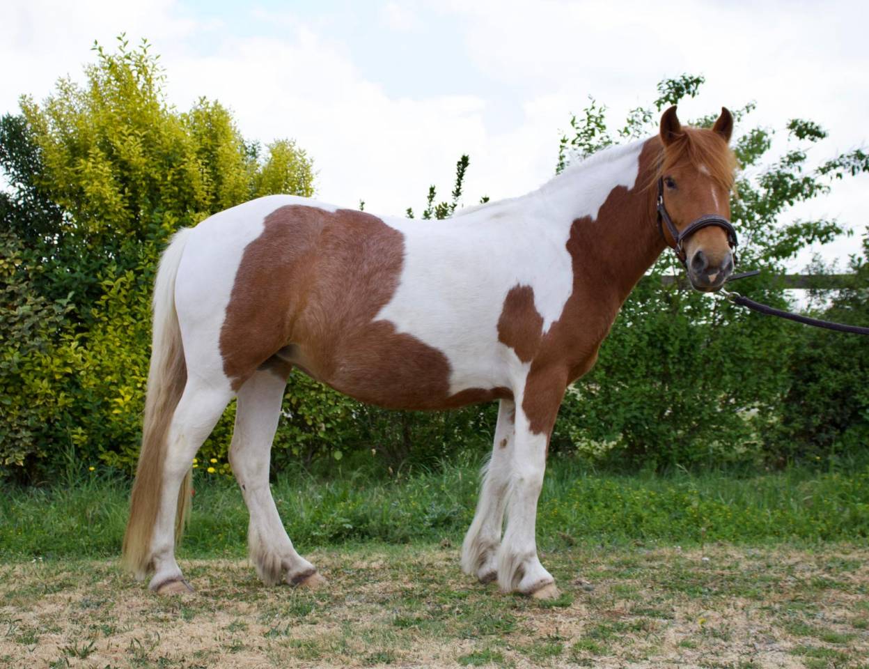 Ponette B pottock plein papier 