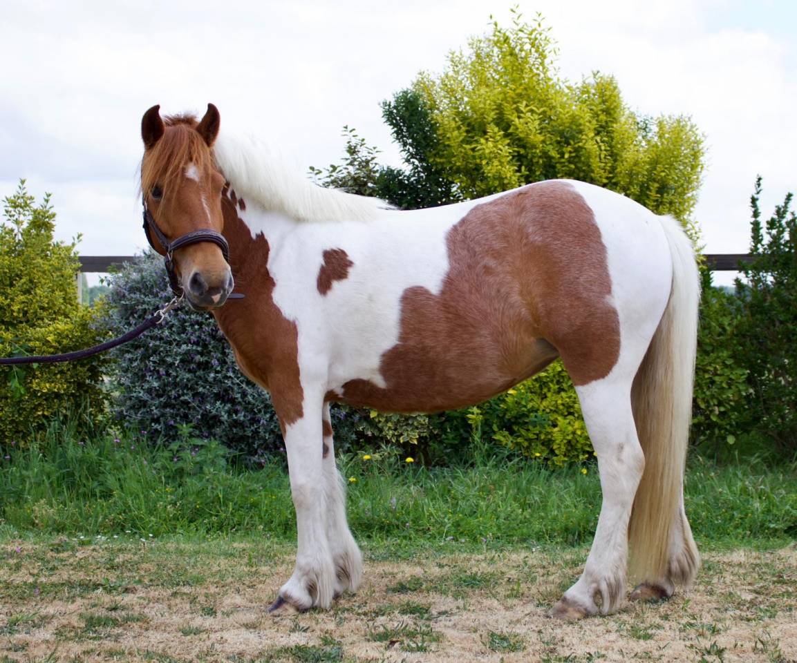 Ponette B pottock plein papier 