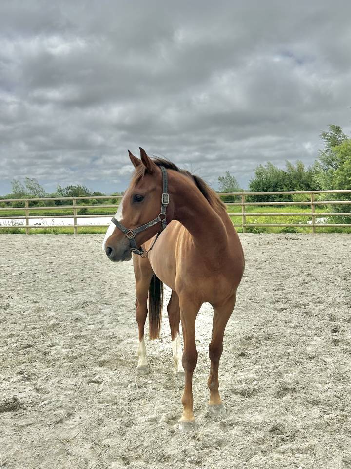 Hongre 4 ans SFO, polyvalent 