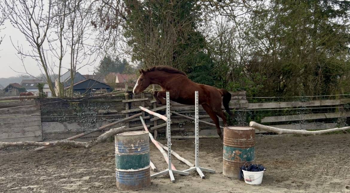 Hongre 4 ans SFO, polyvalent 