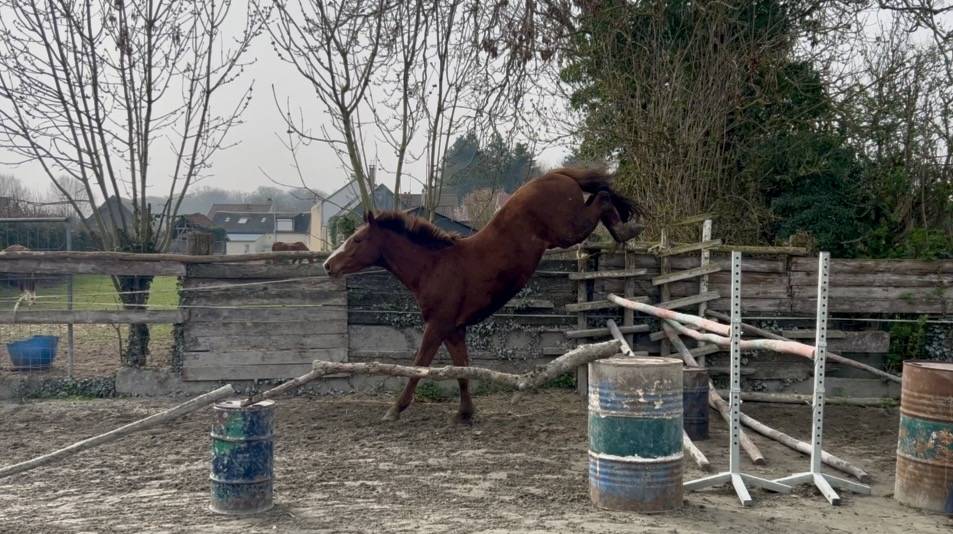 Hongre 4 ans SFO, polyvalent 