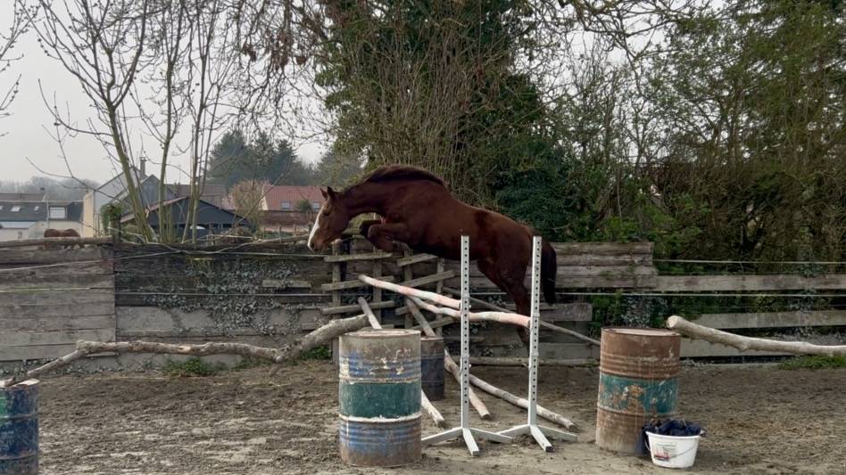 Hongre 4 ans SFO, polyvalent 