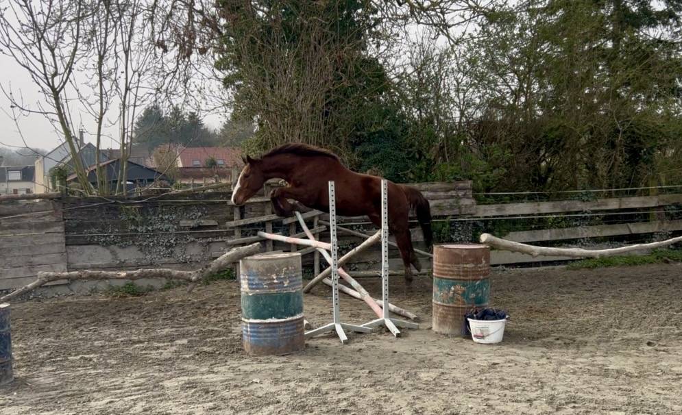 Hongre 4 ans SFO, polyvalent 
