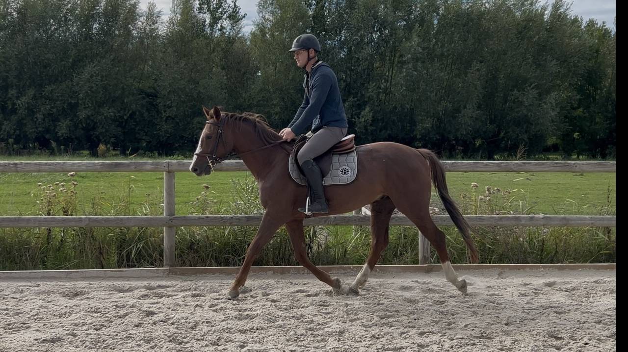 Hongre 4 ans SFO, polyvalent 