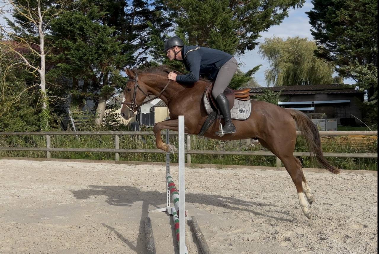 Hongre 4 ans SFO, polyvalent 