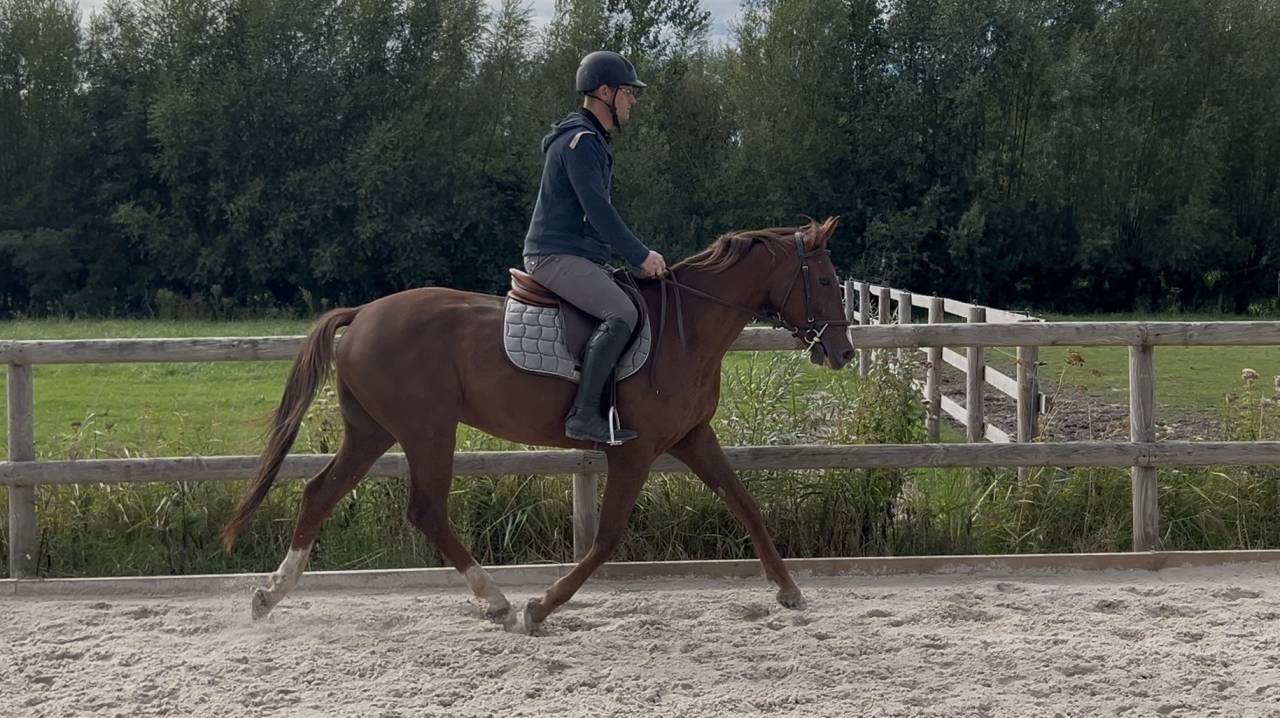Hongre 4 ans SFO, polyvalent 