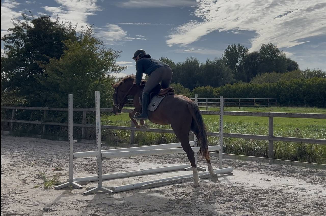 Hongre 4 ans SFO, polyvalent 