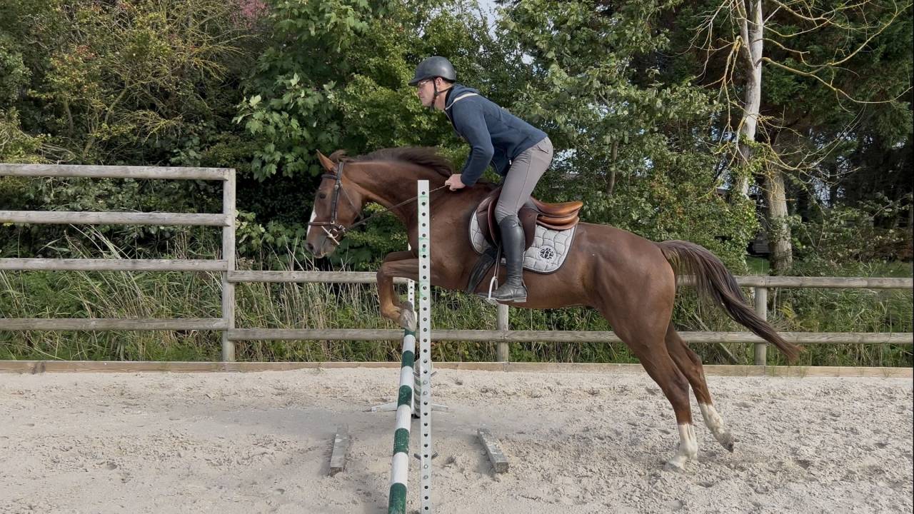 Hongre 4 ans SFO, polyvalent 