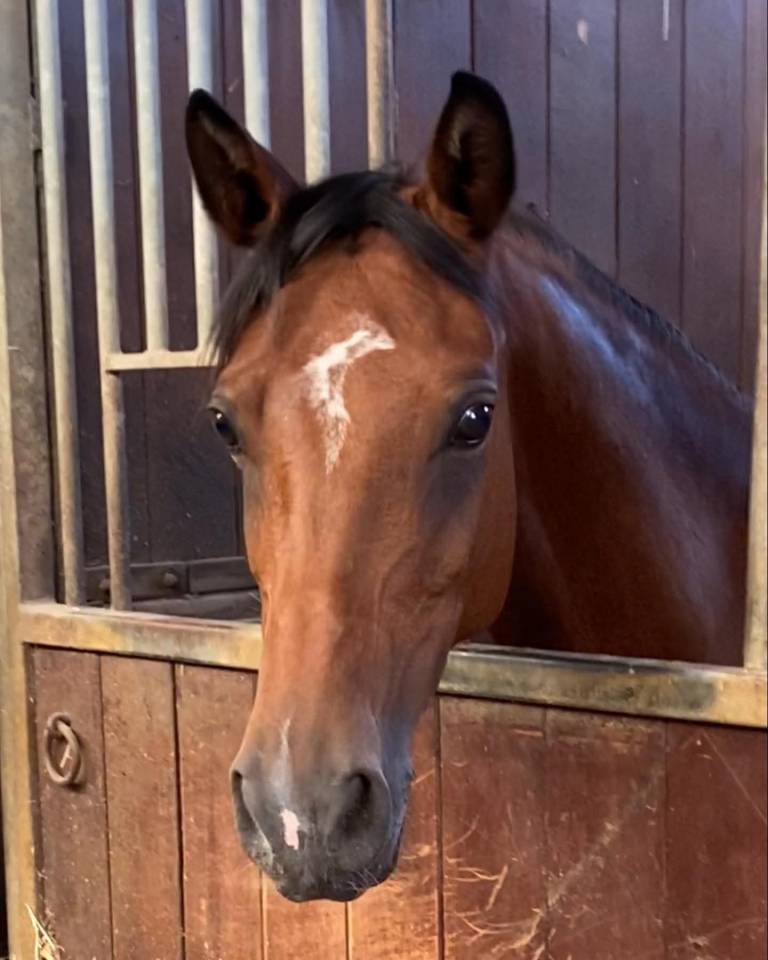 Jolie ponette pour repro et/compagnie