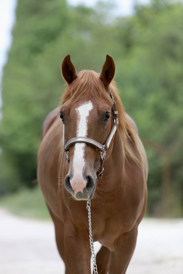 Jument Quarter Horse